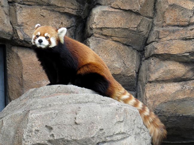 今回の旅行記は地元近畿の２園・・・大阪の天王寺動物園と神戸の王子動物園です。<br />レッサーは恋の季節の真っただ中！！そんな中、両園のペアがどの様な雰囲気なのか素人なりに観察するのが今回のテーマです。<br /><br />王子のガイア君とミンファちゃんは、ガイア君の年齢がやや気になるもののやっぱりいい雰囲気、<br />天王寺のメル君とシュウナちゃんは、仲は良さそうだけどやはり繁殖となるとその年齢差とシュウナちゃんの繁殖経験のなさがネックになりそうだと感じました。<br /><br />両園とも年齢的に考えるとこのペアでの繁殖挑戦は最後の年になるかもしれません、嬉しい報告を待ちたいと思います。<br /><br /><br />これまでのレッサーパンダ旅行記はこちらからどうぞ→http://4travel.jp/travelogue/10652280