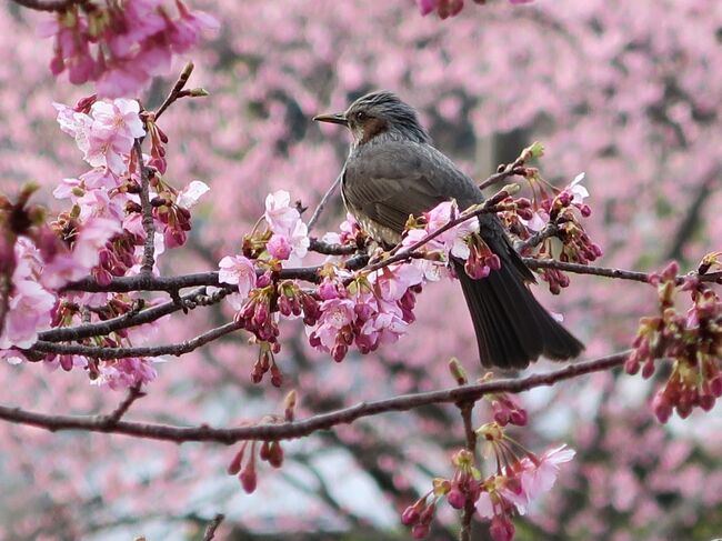 (写真は河津浜の早咲き桜)<br /><br />河津桜が咲き始めたと騒いでいる。今年は例年より10日ほど早いとか。急いで電車に乗り込み、JR御殿場線松田に向かいます。本家河津浜より陽当たりがいい分早咲きです。ここで晴れたなら富士がぐぐっと迫って見えます。<br /><br /><br /> ・連なりて河津桜と日向ぼこ<br /><br /> ・春うらら岸辺に鯉の姿なき<br /><br /> ・逝くならば河津桜の赤き頃<br /> 明日は吉野か三春の滝か <悠遊人>
