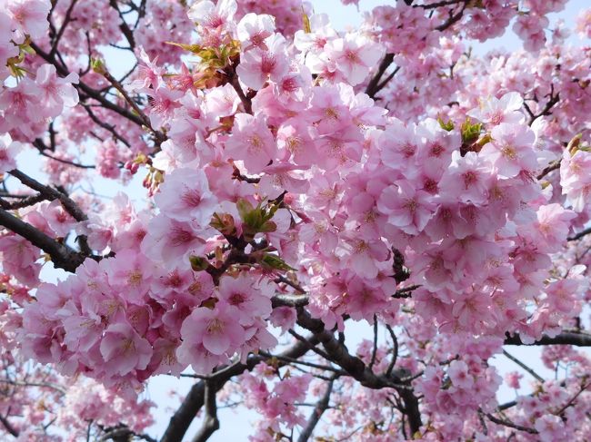 神奈川県の松田にも河津桜並木があるので、初めて訪れました。河津ほど並木が長くないですが、久しぶりに見る満開の河津桜には心を癒されました。また伊豆方面に行く時にいつも素通りする小田原城も何十年ぶりに訪れました。修復したての小田原城、白く輝いていて美しかったです。<br /><br />---------------------------------------------------------------<br />スケジュール<br /><br />2月18日　自宅－（JR＋小田急線）新松田駅　西畑平公園（河津桜観光）－<br />　　　　 （小田急線）小田原駅　小田原城観光　－（箱根登山鉄道）<br />　　　　 箱根湯本駅　箱根湯本温泉－自宅