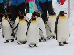 ペンギンのお散歩と旭川冬まつり