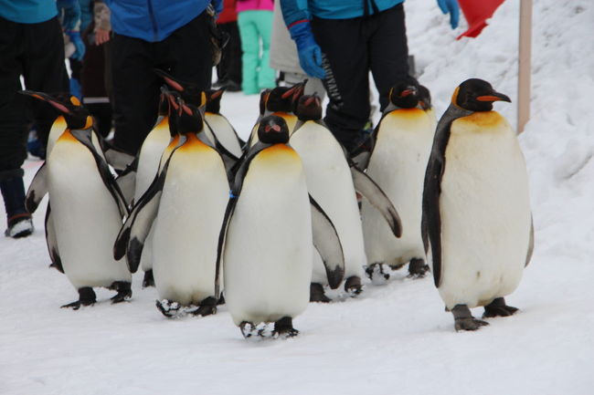 クラブツーリズムのツアーで北海道へ行ってきました。<br /><br />2日目は、旭山動物園を見学後、旭川冬まつりを見学です。<br />予定では、この後、藻岩山に登り夜景を見学の予定でしたが、強風のためロープウェイが運休となっていたため、取りやめとなり早めにホテルへ向かうこととなりました。<br />