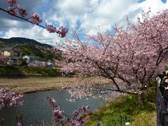 母と行く2泊3日の伊豆旅行　春が来た！　河津桜は満開です