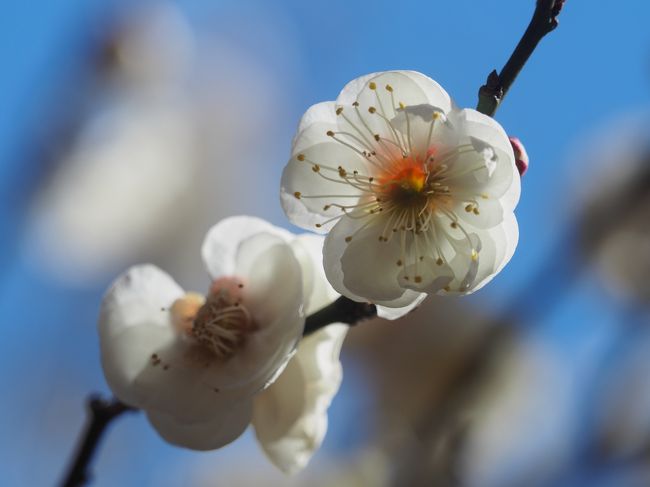 2月に入り天気がいいので、どこか自宅から手軽の場所で春の訪れを感じる場所がないかと考えた所、今まで行ったことがない国立市にある谷保天満宮が梅の名所という情報を見つけました。白梅の満開の小さな花が美しく咲いていました。<br /><br />---------------------------------------------------------------<br />スケジュール<br /><br />2月7日　自宅－（自家用車）谷保天満宮　谷保天満宮観光－自宅　