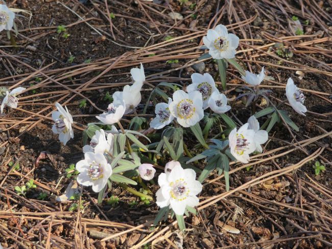 立川の「国営昭和記念公園」に入園しました、お花を見ることが好きな仲間からセツブンソウが咲いているので行こうということで車利用で見に行きました、最初、公園の立川口に行きましたが、セツブンソウを見ることが出来る場所は砂川口から入ったほうが良いとのことで移動して砂川口の駐車場に。<br /><br />公園の砂川口から入園して歩きました、こもれびの池、こもれびの里周辺を丁度咲いていた梅の花を見たり、目的のセツブンソウを見たりしながら公園内を散策しました。<br /><br />広大な国営昭和記念公園、当日は天候に恵まれて良かったです、広いので公園の一部だけを楽しみました。