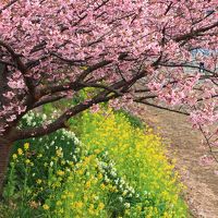 静岡　河津桜とみなみの桜　2017