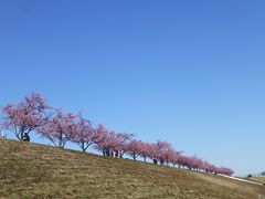 市川南４丁目の河津桜　２０１７