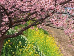 静岡　河津桜とみなみの桜　2017