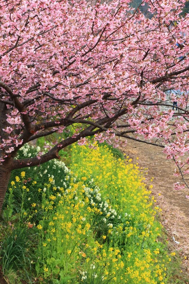 今年も春を待ちきれず、河津桜を見に伊豆へ。<br /><br />河津町/河津桜まつり<br />南伊豆町/みなみの桜と菜の花まつり<br />・日野の菜の花畑<br />・青野川桜並木<br />河津町/河津七滝ループ橋/ライトアップ<br />