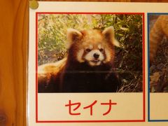 冬のレッサーパンダ紀行【６】 茶臼山動物園　さようなら・・・ありがとう！！ 天国に旅立った茶臼の、そして、日本のレッサーの聖母・星奈さんに感謝の気持ちを伝えに行ってきました