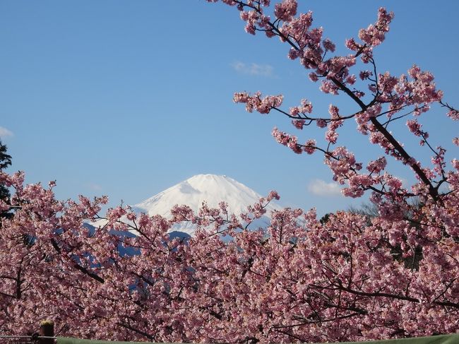 神奈川県松田山に咲く河津桜が今年は早く開花しもうすでに満開とのこと。晴天予報の15日を狙って出かけましたが平日にもかかわらずすごい人にびっくりしました。青空に映える満開の桜と富士山の競演を満喫してきました。