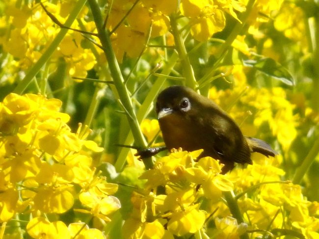 菜の花の甘い香りに包まれて～都会のオアシス♪浜離宮恩賜庭園