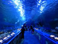 ０３．立春直後の東京１泊　しながわ水族館その２　２５アザラシ館　８ 群れを作る魚たち　９大海原へのいざない　１０ 東京湾に棲む生物たち　１１トンネル水槽　１２冷たい海の魚たち　１４クラゲたちの世界　１６ふれあい水槽　１７海の宝石箱　