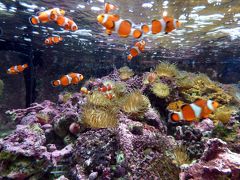 ０４．立春直後の東京１泊　しながわ水族館その３　１８ 世界の大河から　１９珍しい魚たち　２０アシカ“海のライオン”　２１共生水槽　２２海の楽園