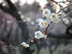 水戸で4泊、ウェストヒルズ宿泊と大工町B級グルメ