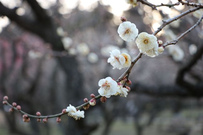 資格講習の為、2月中旬、水戸のホテルウェストヒルズに4泊もした。梅祭りに少し早い偕楽園と、ホテルウェストヒルズ水戸の詳細と夜な夜なB級グルメを食べに徘徊した大工町の記録です。