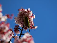 一足早い春を求めて熱海日帰り