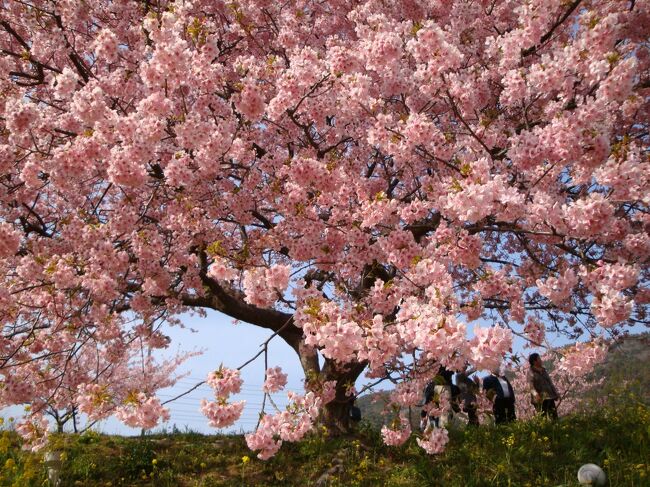 河津からの帰りは南伊豆の桜も満喫③