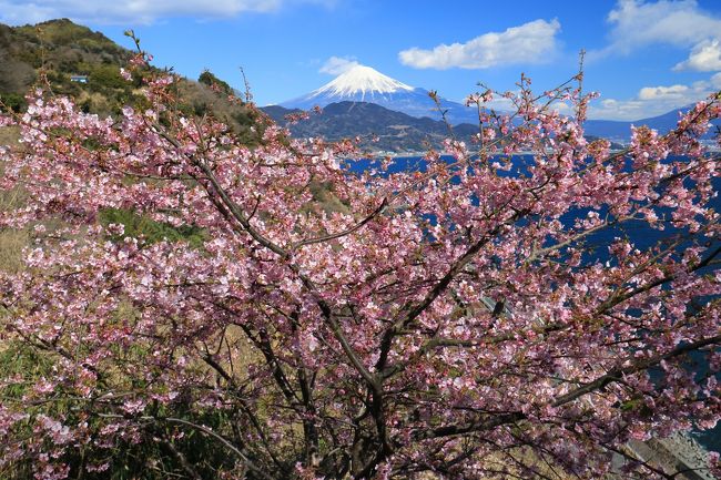 久しぶりに早春の梅、桃、寒緋桜と富士とのコラボになる風景に出会いたく薩埵峠に向かった。<br />由比駅からのウォーキングも兼ねる、心地よい旅だった。