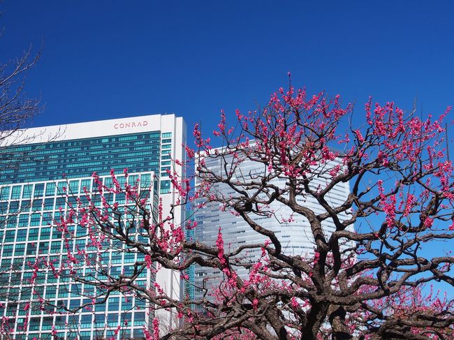 膝休めする必要があったので予定してた雪山はお休み。<br />浜離宮に菜の花を、湯島天神に梅の花を見に行きました。