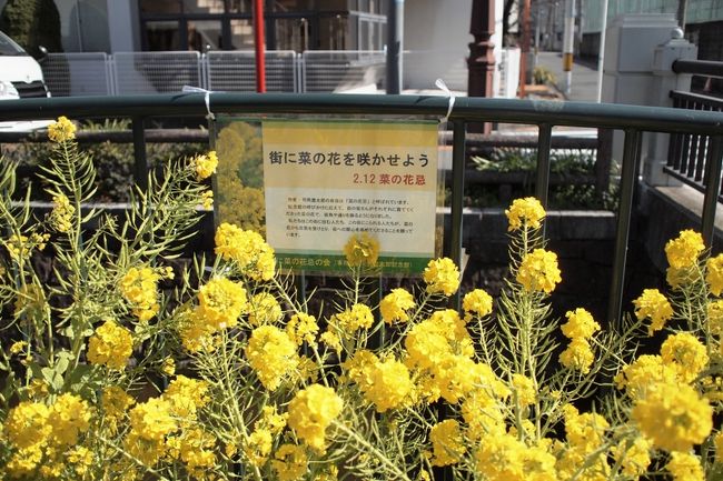 ぽかぽか陽気の日曜日、東大阪をてくてくしてきました。<br /><br />司馬遼太郎の「菜の花忌」が先週だった司馬遼太郎記念館にも寄ってきました。