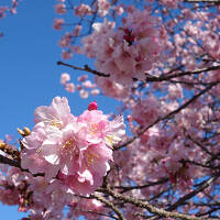 【車中泊】西伊豆～南伊豆、河津桜と菜の花と絶景と♪