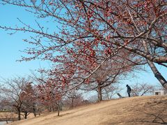 いせさき市民のもり公園の河津桜_2017_(1)_河津桜はまだ蕾、白梅・紅梅・ロウバイが咲いていた（群馬県・伊勢崎市）