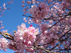 【車中泊】西伊豆～南伊豆、河津桜と菜の花と絶景と♪