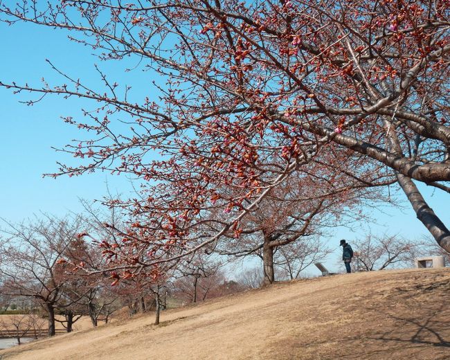 いせさき市民のもり公園の河津桜_2017_(1)_河津桜はまだ蕾、白梅・紅梅・ロウバイが咲いていた（群馬県・伊勢崎市）