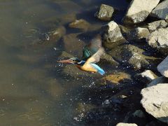 山田池公園を散策しました。
