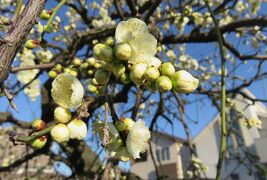 2017早春、ちらほら咲き始めた枝垂れ梅(1)：名古屋市農業センター、街路樹の枝垂れ梅