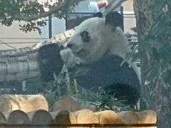 上野動物園に行きましたー。