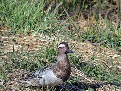 野鳥撮影記録（２０１７年２月）その７