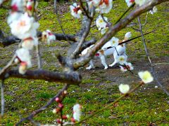 待ち切れずに…梅が咲き始めた京都御苑で今年の暖かい春の訪れを待つ