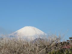 早春の里山歩き★　曽我丘陵梅まつり～国府津