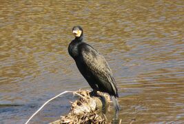 2017早春、天白川の鳥さん達：ドバト、キジバト、コガモ、カワウ、コサギ、モズ