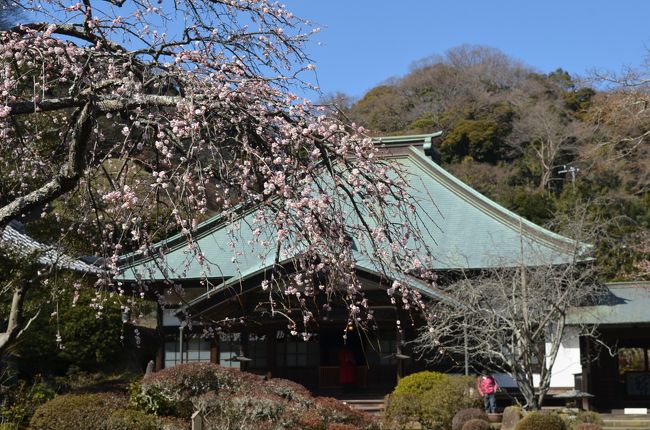 古都鎌倉は四季折々の花が美しい。<br /><br />古寺に咲く梅を求めて、鎌倉を歩いてみた。<br />今年の梅の開花は早く、今の時期鎌倉でも見ごろの梅を見ることが出来た。<br /><br />北鎌倉から出発して源氏山を通り、東は瑞泉寺まで足を延ばした。<br /><br />【前半】<br />（１）東慶寺　参道に120本の梅が素晴らしい。枝垂れ梅も。<br />（２）浄智寺　本数は少ないがやはり枝垂れ梅。<br />（３）源氏山　あまり梅は無いような。富士山が見えた。<br />（４）海蔵寺　ここの枝垂れ梅もお寺にマッチする。（表紙の写真）<br />（５）英勝寺　尼寺にさく梅。竹林も立派。<br />（６）浄光明寺　静かな佇まい。<br /><br />【後半】<br />（７）鶴岡八幡宮　梅はあまり無い。<br />（８）宝戒寺　「思いのまま」や枝垂れ梅も。<br />（９）鎌倉宮　梅はあまり無い。<br />（10）瑞泉寺　梅の名所、120本の梅。黄梅の由来の木も。<br />（11）荏柄天神社　少ないが紅白の梅。<br />（12）杉本寺　梅はあまり期待できない<br />（13）報国寺　梅は綺麗に丸く剪定。竹林が立派。<br /><br />鎌倉の花だより旅行記は以下です。<br />●古都鎌倉　梅めぐり　（前半：東慶寺、浄智寺、海蔵寺、英勝寺、浄光明寺）<br />　http://4travel.jp/travelogue/11217592<br />●古都鎌倉　梅めぐり　（後半：鶴岡八幡宮、宝戒寺、鎌倉宮、瑞泉寺、荏柄天神社、杉本寺、報国寺）<br />　http://4travel.jp/travelogue/11218365<br />●紅葉巡り　古都鎌倉　（前半：円覚寺、東慶寺、浄智寺）<br />　http://4travel.jp/travelogue/11195573<br />●紅葉巡り　古都鎌倉　（後半：源氏山ー化粧坂切通しー海蔵寺ー鶴岡八幡宮ー建長寺）<br />　http://4travel.jp/travelogue/11195813<br />●鎌倉紅葉ハイキング　２０１３　金沢文庫から、能見堂緑地（六国峠ハイキングコース）、大丸山、天園、紅葉谷、祇園山、鎌倉<br />　http://4travel.jp/travelogue/10838403<br />●鎌倉紅葉ハイキング　２０１２　大船から鎌倉湖、百八やぐら、大平山、天園、紅葉谷<br />　http://4travel.jp/travelogue/10730403<br />●神奈川探訪（２３）　鎌倉　紅葉ハイキング、紅葉谷、瑞泉寺<br />　http://4travel.jp/travelogue/10627067<br />●神奈川探訪（２０）　鎌倉　アジサイ便り　東慶寺、明月院、長谷寺、成就院　2011<br />　http://4travel.jp/travelogue/10577853<br />●神奈川探訪（１６）　鎌倉　寺めぐり　円覚寺、東慶寺、建長寺、鶴岡八幡宮、大仏　2011年1月　ロウバイなど<br />　http://4travel.jp/travelogue/10534598<br /><br /><br />