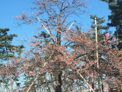 白子桜祭りと展望温泉風呂