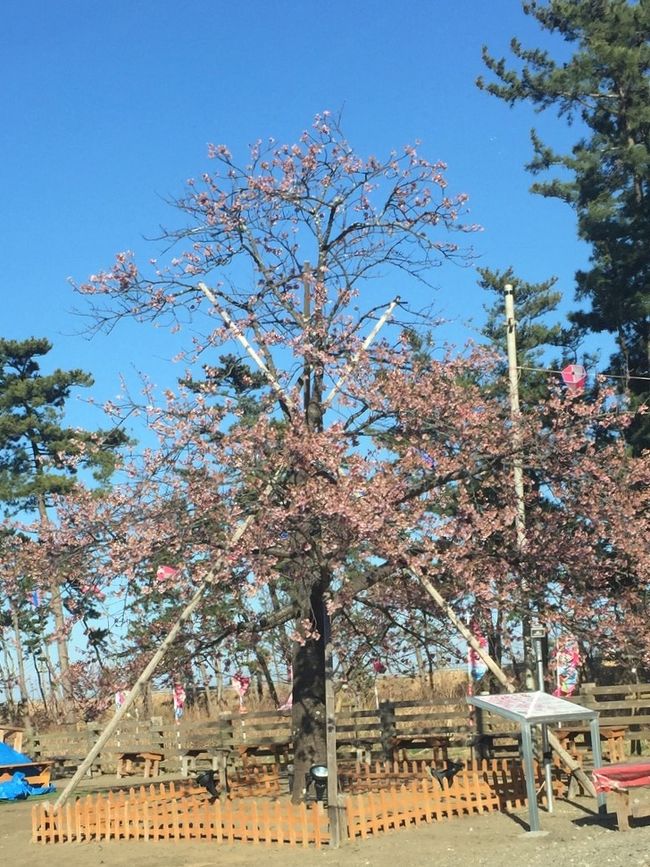 白子町の桜祭りに行って来ました。<br />河津桜が８分咲きでした。<br />毎年この時期に白子町では桜祭りが行われますが…この日は風が強く<br />寒さも手伝って人は少なめでした。<br /><br />出店で買い物をしたら…日帰り温泉の無料券が当たりました。<br /><br />日を置いて改めて温泉に入りに行きました。<br />展望温泉風呂を独り占めにしてきました。<br />浴場の窓の外には九十九里浜が広がっていました。