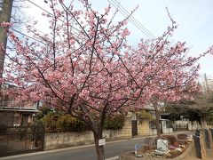 ふじみ野市の咲き始めた河津桜その後