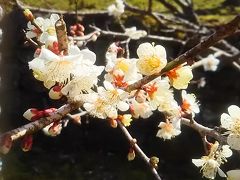 「寒い季節は温泉旅ですねぇ」～川棚(大崎)温泉編～