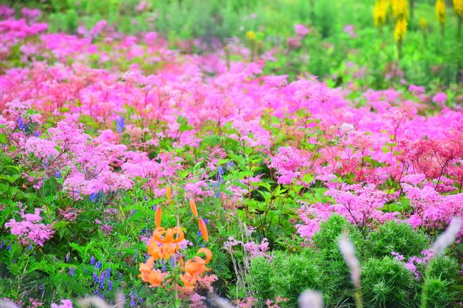 キレイな花がたくさん見られると聞いたので行ってきました☆