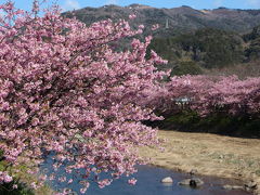 河津の桜