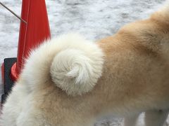 秋田湯沢の犬っこまつり♪雪が止まない2日目は、ほぼ湯沢犬っこコレクション