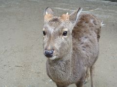 道産子夫婦が行く★関西・香川8泊9日その３★奈良編