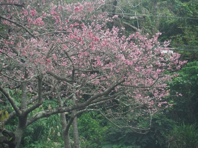 花見に行きました。沖縄の桜は寒緋桜といって内地の桜とは違い、北から南に向かって桜前線が進みます。また、花によって咲くのもまちまちなので、結構長期にわたって花見が楽しめます。 