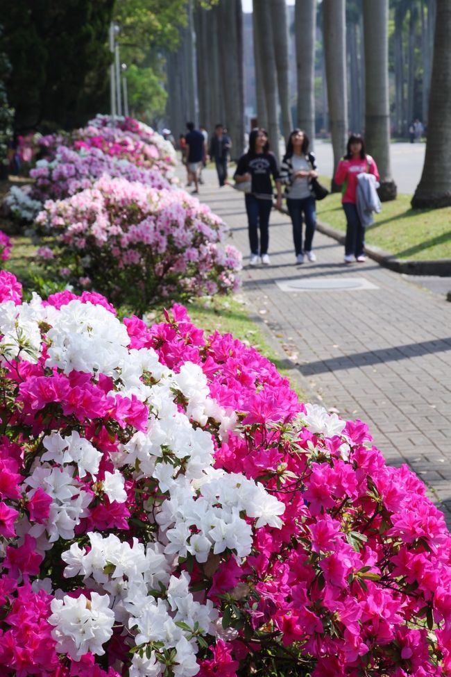 花が咲き誇る花園都市を形成し、目に鮮やかな各種のツツジできれいなツツジの都市を作ります。