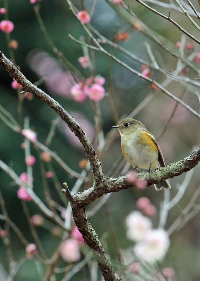 梅林があり野鳥も多い横浜の公園を訪ねました<br />できるだけ梅の花に絡めた野鳥の姿を狙ってみました