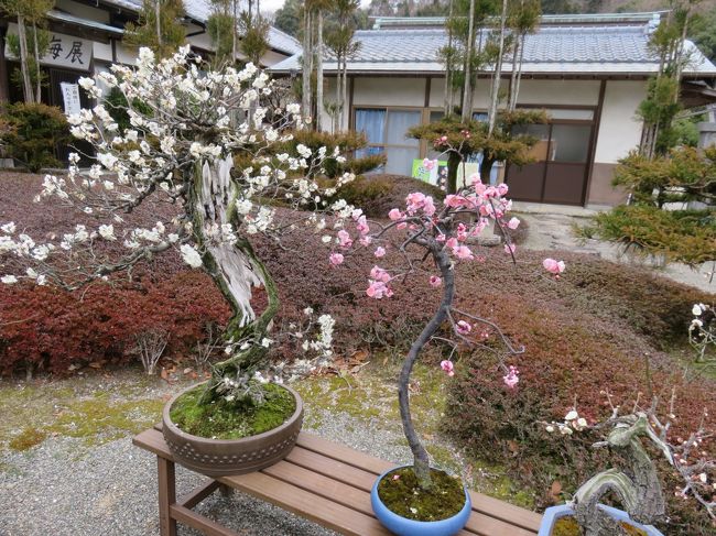 九州復興割と名付けた補助金付きのツアーで熊本県に行ってきた。北九州市の小倉駅前発のバスに乗り、最初は玉名市の蓮華院誕生寺奥の院という処に来た。新しい寺だが、国際的な活動をしている寺のようで、ダライラマが講演に来たり、仏教国との交流をしたりしているようだ。<br /><br />続いて、ツアー参加者全員で熊本駅前から、熊本市役所前まで電車に乗る。水戸岡鋭治氏のデザインによる新型超低床電車「COCORO」という一台だけの電車だそうだ。それから熊本城に向かうが、その旅行記は先に書いた。で、熊本城を出発した後、バスはキムチの里という店に立ち寄り、あれこれ漬物類を試食し、2,3点購入する。さらにバスは阿蘇の外輪山を上がり、大観峰で下車。ここで雨が強く降り、写真はほとんどダメ。バスに再び乗って外輪山を降りる。牧内温泉の一角にある阿蘇ホテル2号館にチェックイン。そこまでが初日の行程。盛りだくさんの一日だった!<br /><br />めぼしい写真を挙げてみようと思ったが、熊本城を抜き出してしまったので、ほとんど残りはインパクトが亡くなった。。。<br /><br />実際、一番、いい時間だった風呂の中と食事中は、写真が一枚もない!!!<br /><br />そこで、最初の訪問地の蓮華院誕生寺奥の院で見た「盆梅展」の写真からスタート。盆栽の梅ということだろう。<br /><br />最初は二日目は別の旅行記のつもりだったが、結局、二日目も押し込めた。急ぎ足だが。。。<br /><br />なお、最後の写真の解説は日本ワインのファンは読まないで下さい!<br /> <br /><br />