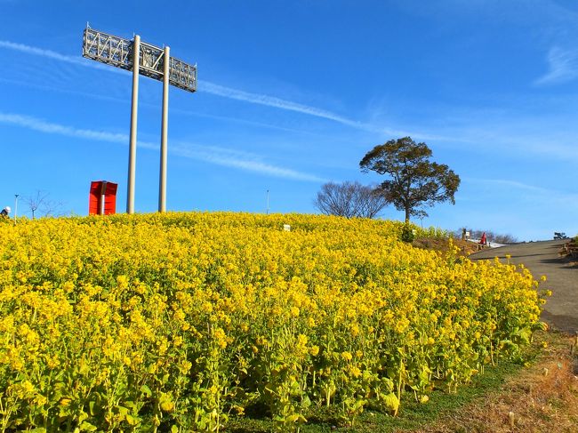 神戸市須磨区の総合運動公園「コスモスの丘」では菜の花が見ごろとなり黄色い春色のじゅうたんを敷き詰めたような光景が広がっていた。<br />「コスモスの丘」では敷地およそ４千平米に約５万本の菜の花が栽培されてる。<br />昨年１１月市内の幼稚園児も加わって苗を植えたそうで今６分咲きほどになっていた。満開となる３月１８日に「菜の花まつり」が開かれるそうだ。<br />ただ少し心配なのはヒヨドリなどの野鳥が花を食べているのが見られ一部花が少ない場所もあった。まつりまできれいに咲いていてほしいと願うばかりだ。