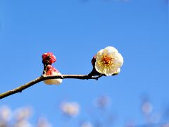 プロが選んだ日本の旅館 総合１位のお宿と 秘湯 林の中の一軒宿　二泊三日の温泉旅　そして・・・久慈川を渡る一番列車に＾▽＾